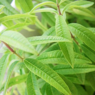 Verveine citronnelle