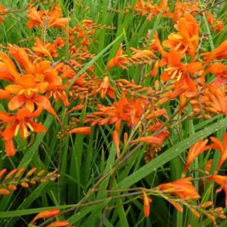 Montbretia hybride