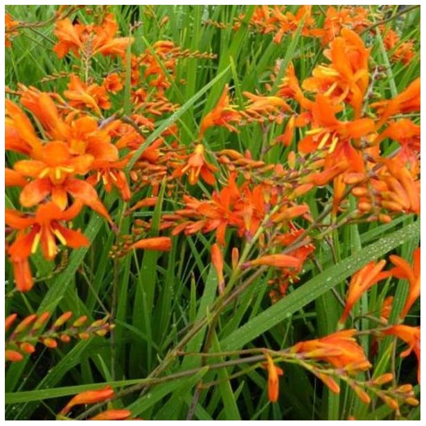 Montbretia hybride
