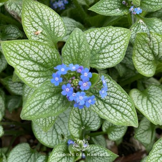 Brunnera jack frost