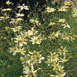 Coreopsis Vertic. Moonbeam