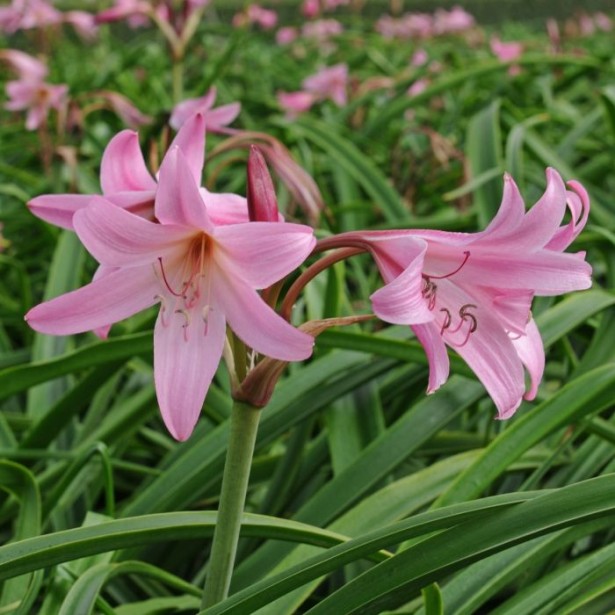 Crinum powellii