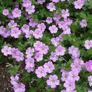 Geranium mavis simpson