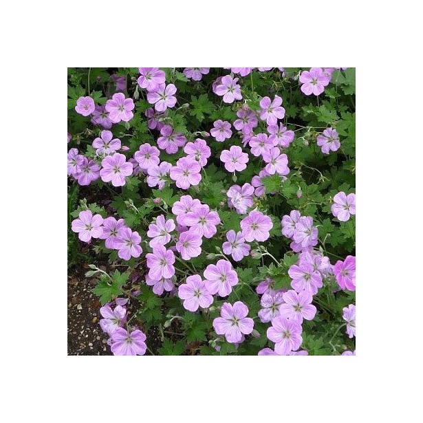 Geranium mavis simpson