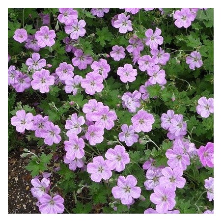 Geranium mavis simpson