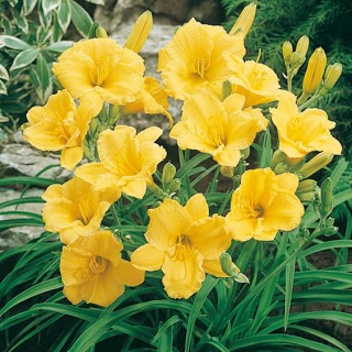 Hemerocalle Stella de oro