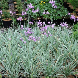 Tulbaghia violacea variegata