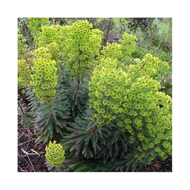 Euphorbia martinii