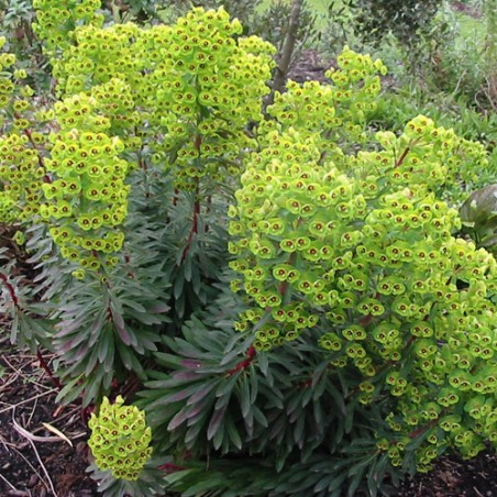 Euphorbia martinii