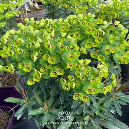 Euphorbe wulfenii shorty