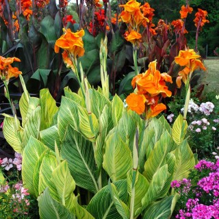 Canna tropicanna gold