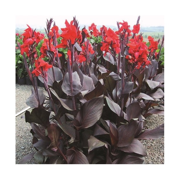 Canna tropicanna black