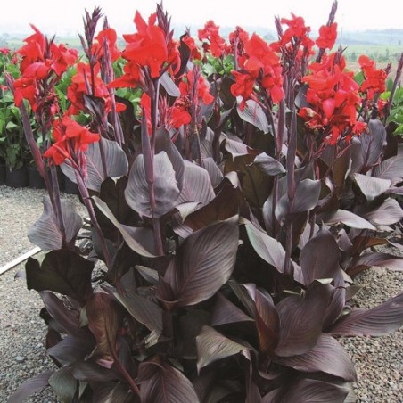Canna tropicanna black