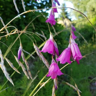 Dierama pulcherrimum