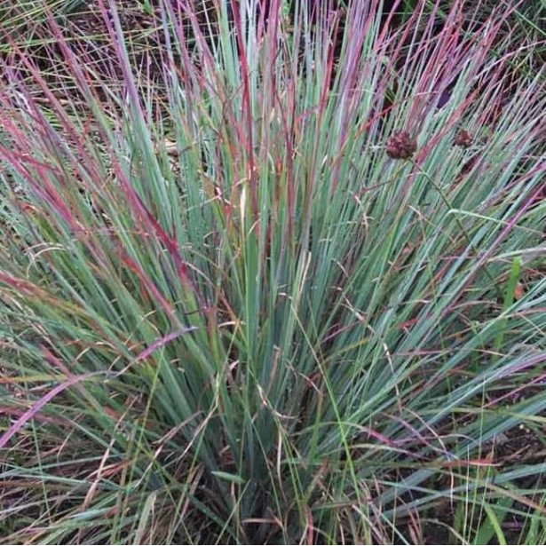 Schizachyrium scoparium standing ovation