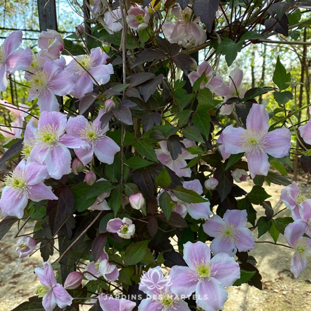 Clematite Montana tetrarose
