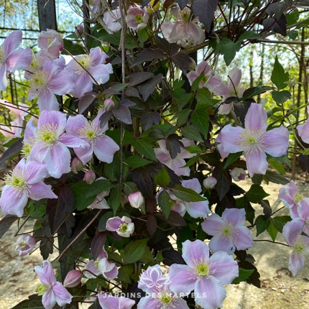 Clematite Montana tetrarose
