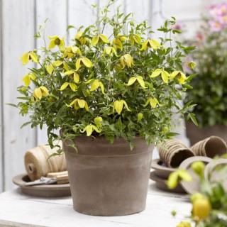 Clematis little lemons