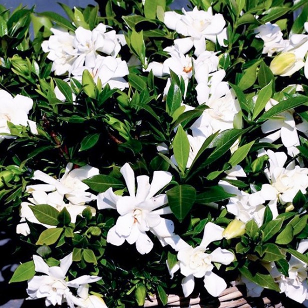 Gardenia celestial star