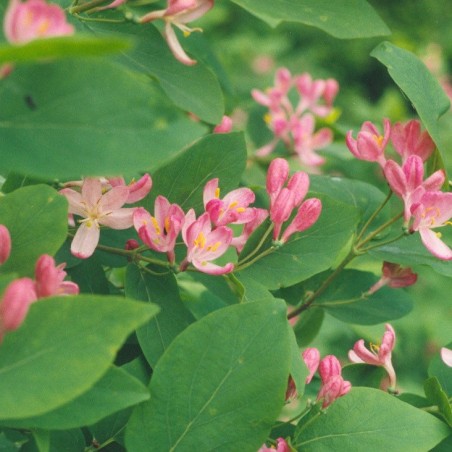 Lonicera tatarica rosea