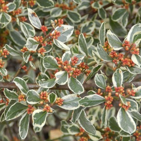 Rhamnus argenteovariegata