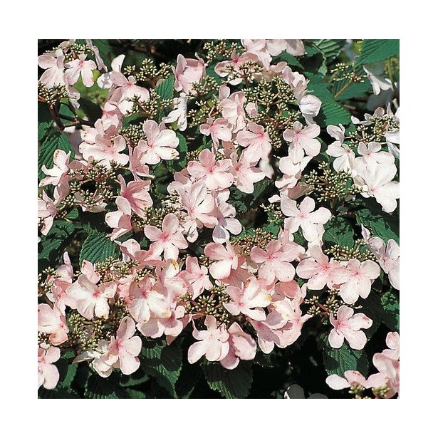 Viburnum plicatum pink beauty