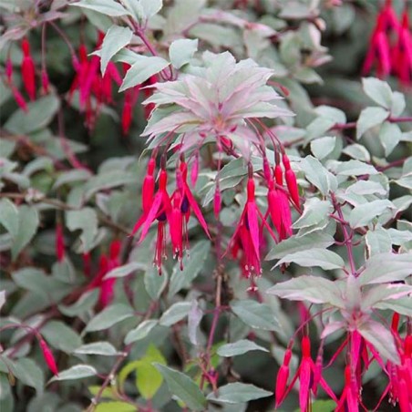 Fuchsia riccartonii tricolor