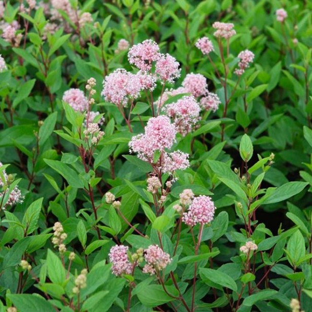 Ceanothus Marie Simon