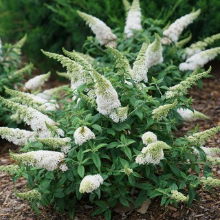 Buddleia rocketstar snow