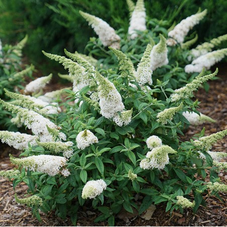 Buddleia rocketstar snow