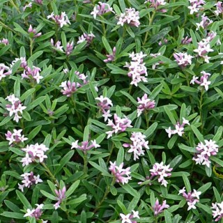 Daphne eternal pink fragance