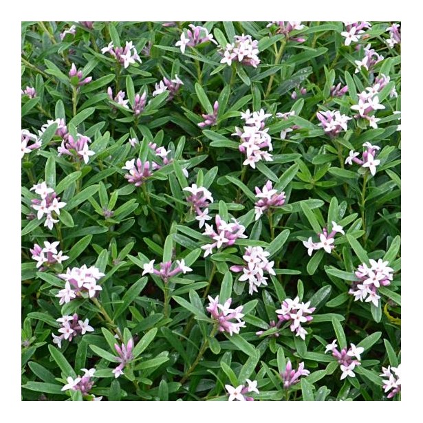 Daphne eternal pink fragance