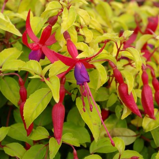 Fuchsia genii