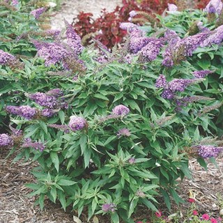 Buddleia rocktstar orchid