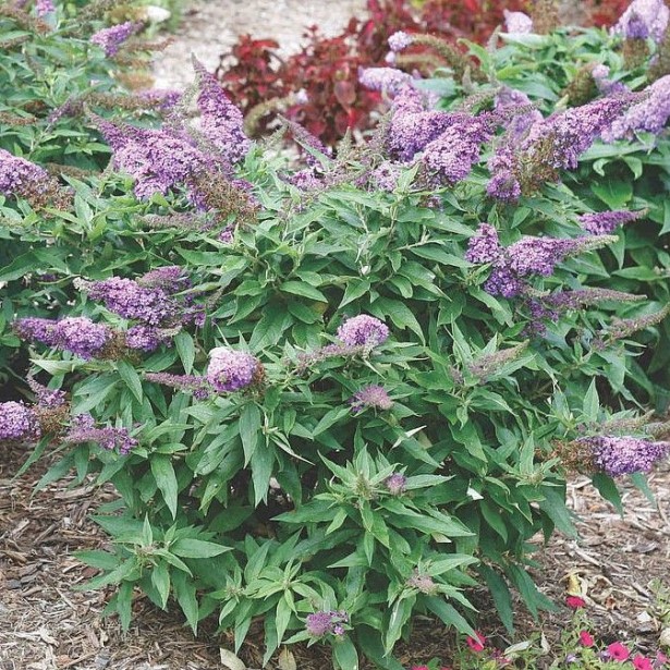 Buddleia rocktstar orchid