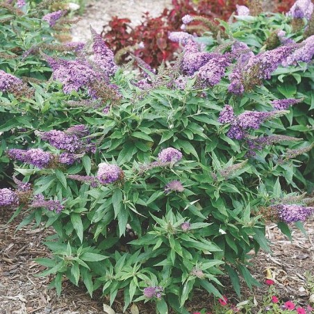 Buddleia rocktstar orchid