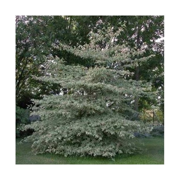 Cornus alternifolia variegata