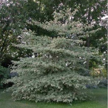 Cornus alternifolia variegata