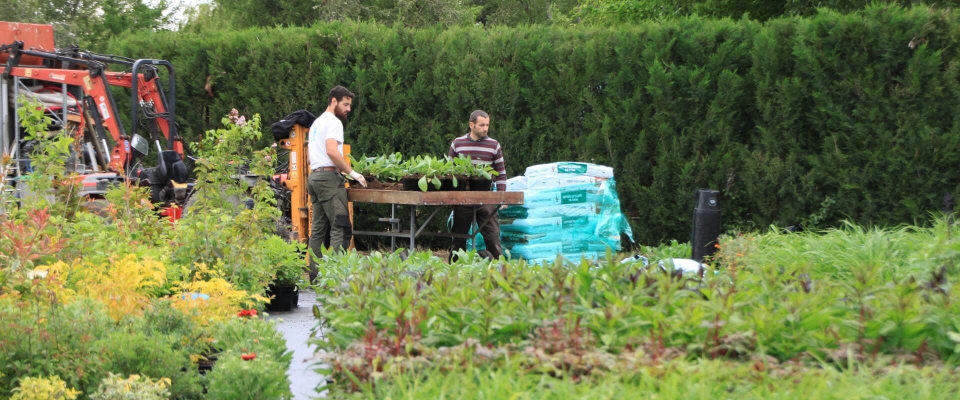 Nos plantes sont cultivées dans le Tarn